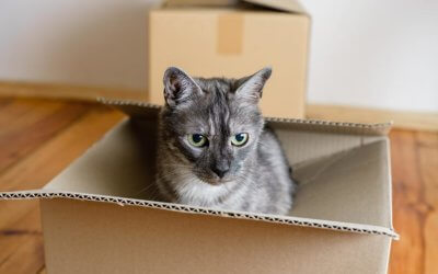 How to Prepare Your Pet for a Move